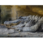 all paintings are painted with oil paint