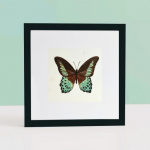 Beautiful butterfly watercolor painting 4
